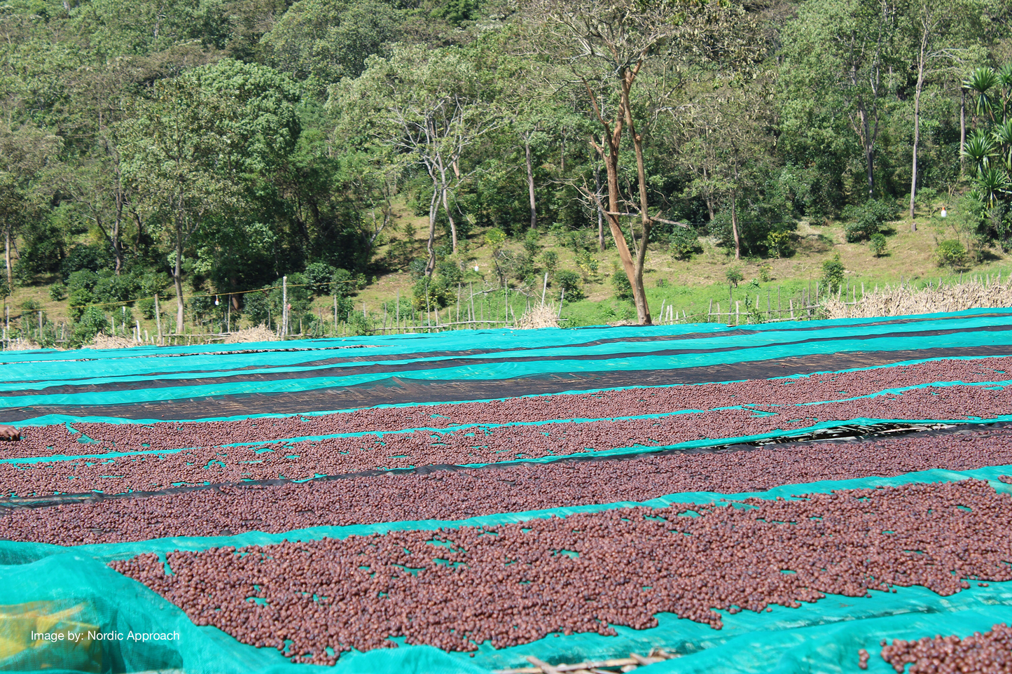 GORO BEDESSA - ETHIOPIA (ESPRESSO)