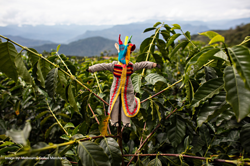 KUSILLO - BOLIVIA